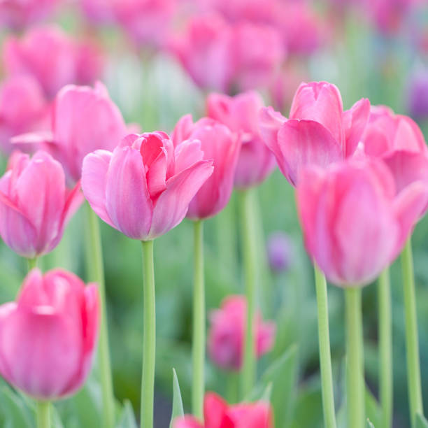 istock delicate pink tulips in the park 1147930421