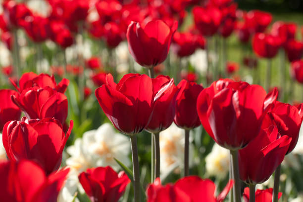 istock beautiful tulips in the sun 1147931104