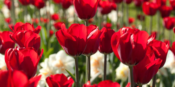 istock beautiful tulips in the sun 1147931105