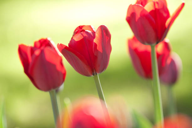 istock scarlet tulips in a sunny park 1147931108