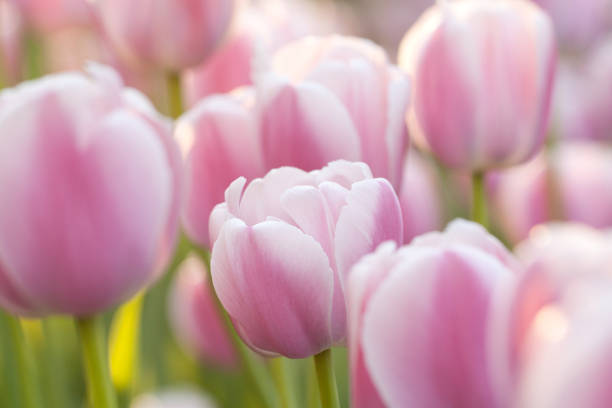 istock delicate pink tulips bloom in the spring sunny field 1147931403