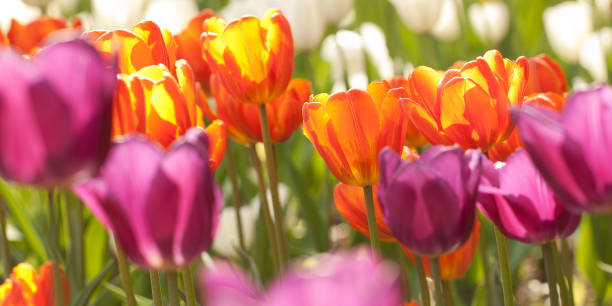 istock lilac, white and orange beautiful tulips in a sunny park 1147931419