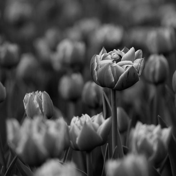 istock tulips with a border in the spring garden 1147932970