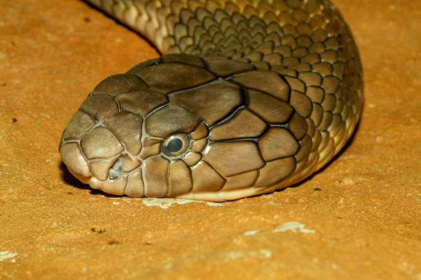 istock Close up head king cobra snake at thailand 1147934337