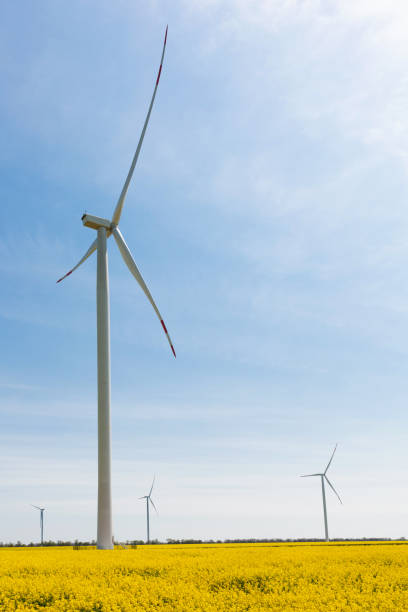 istock several turbo-generators stand on a flowering canola field, bottom view, renewable energy 1147938181