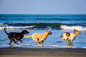 drei-hunde-laufen-am-strand-in-einer-geraden-linie-alle-sind-luftgetragen-der-vorderhund-zeigt.jpg?b=1&s=170x170&k=20&c=-I8b7eYCM88BGvCd_sj1MQq4-G9co1d68sg9Ta1YjfA=