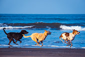 drei-hunde-laufen-am-strand-in-einer-geraden-linie-alle-sind-luftgetragen-der-vorderhund-zeigt.jpg?b=1&s=170x170&k=20&c=biSLX7KAhkcftAZIVQ1oQNXruuDCtxAi19zByh9cLSA=