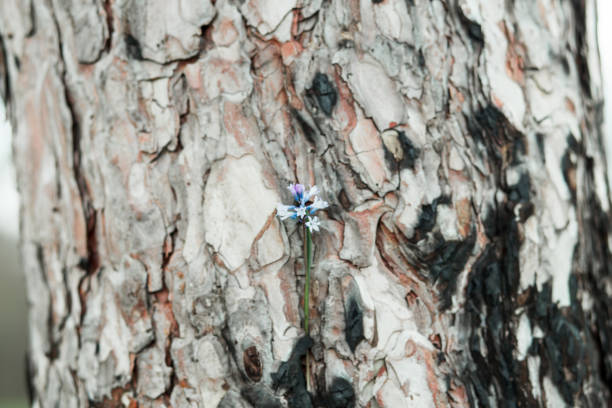 istock Pine tree bark texture and background, close up view of natural 1147944560