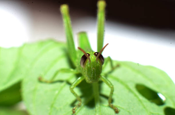 Detail of Great green bush cricket Katydid or Long-Horned Grasshopper head with tentacles. Scientific  Tettigonia Viridissima. White background with copy text space.