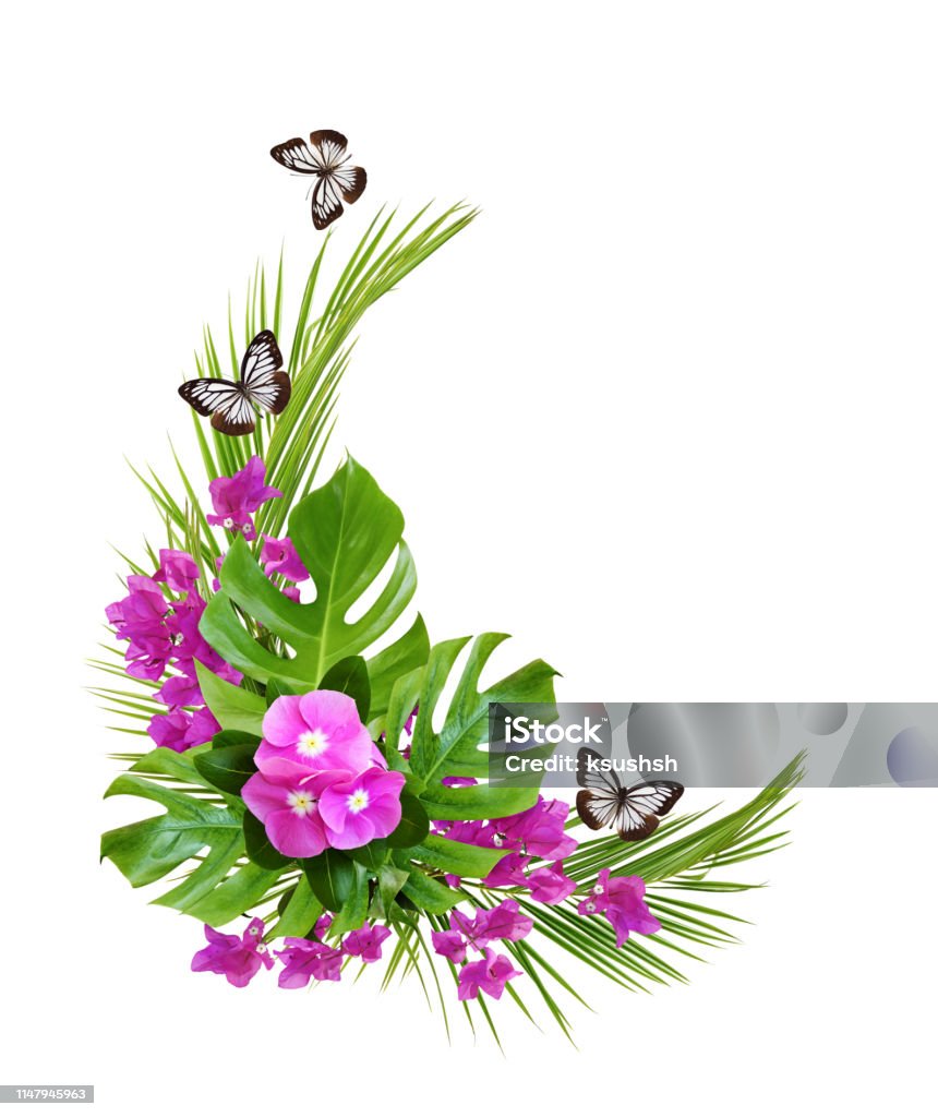Hoa Catharanthus Và Hoa Giấy Với Lá Cọ Và Bướm Trong Một Góc Nhiệt ...