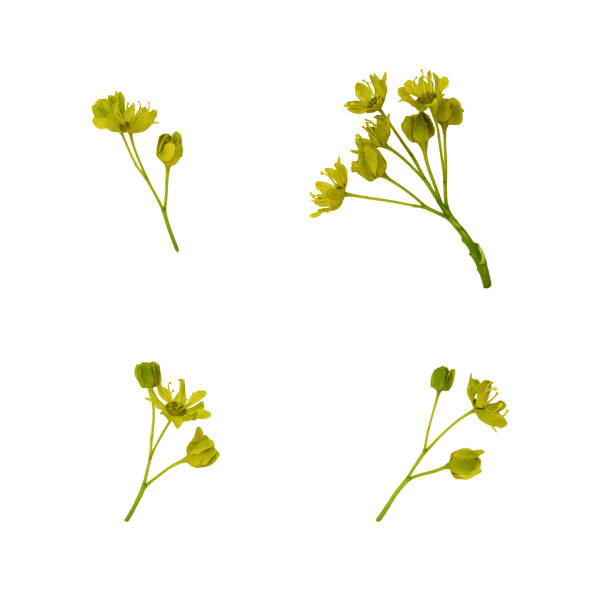 istock Set of small green flowers 1147945997