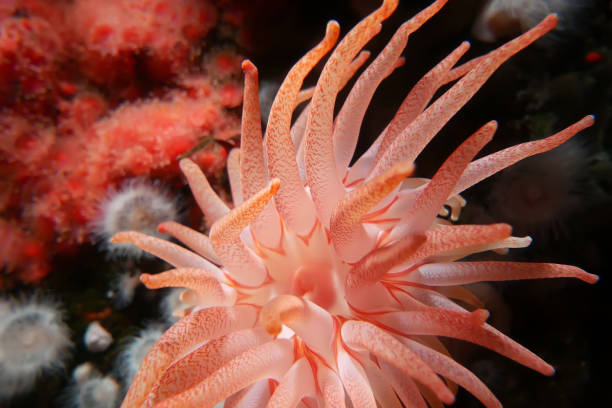 istock Motion of beautiful crimson anemone underwater 1147946329