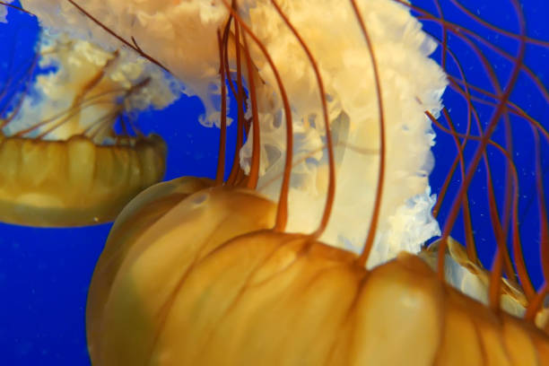 istock Orange jellyfish in blue ocean water background 1147946334