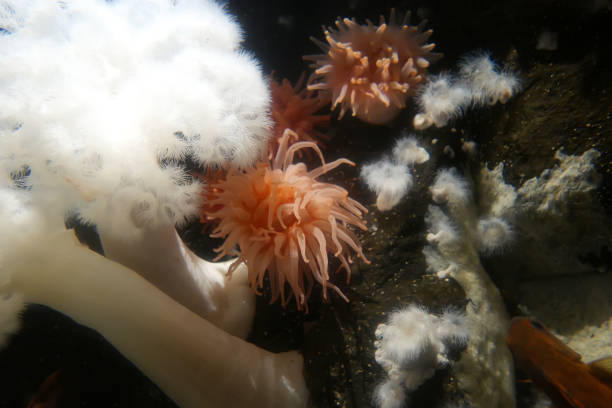 istock Motion of beautiful crimson anemone underwater 1147946350