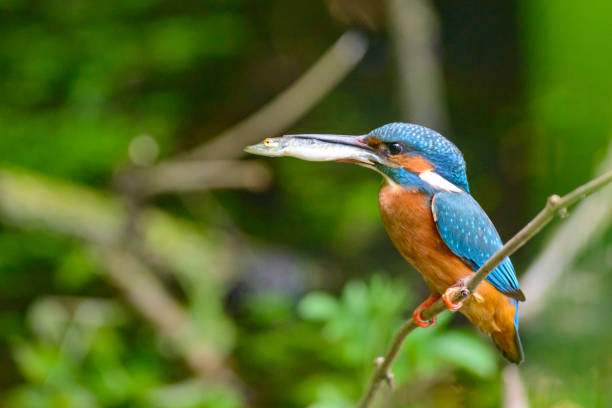 istock Common Kingfisher sitting on a branch with a small fish in its beak 1147946353