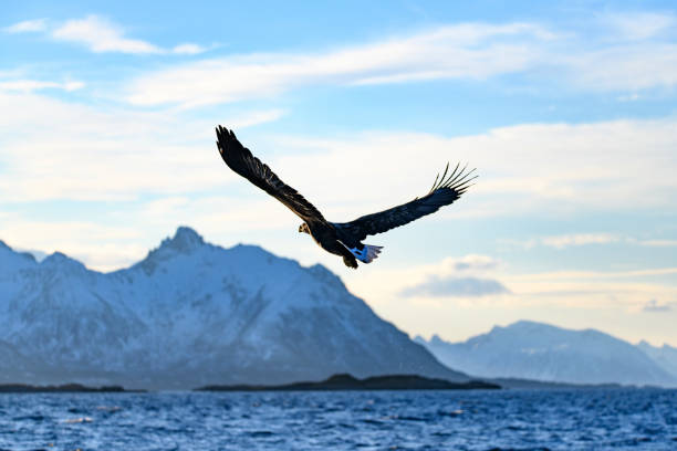 북부 노르웨이 피오르에서 흰 꼬리 독수리 또는 바다 독수리 사냥 - white tailed eagle sea eagle eagle sea 뉴스 사진 이미지