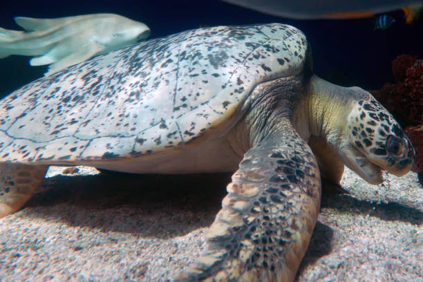 istock Sea turtle and shark swimming in deep ocean 1147946376