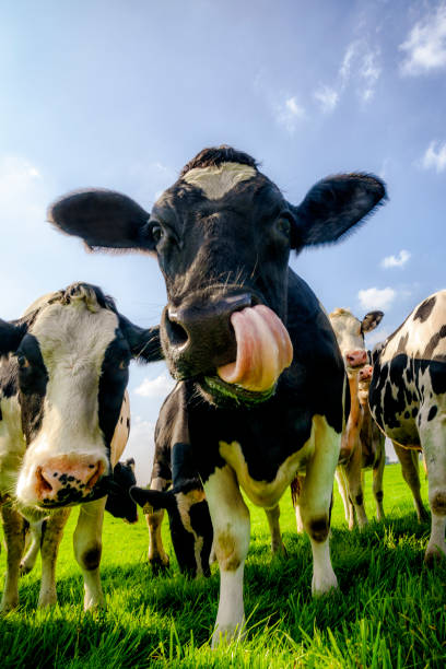 grupo de vacas que olham na lente com um céu azul no fundo. - cow field dutch culture netherlands - fotografias e filmes do acervo