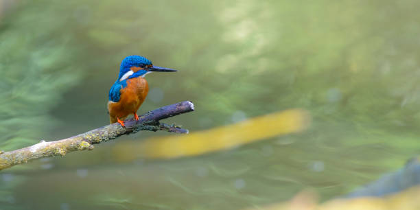 istock Common Kingfisher male (Alcedo atthis) sitting on a branch overlooking a small pond 1147946409