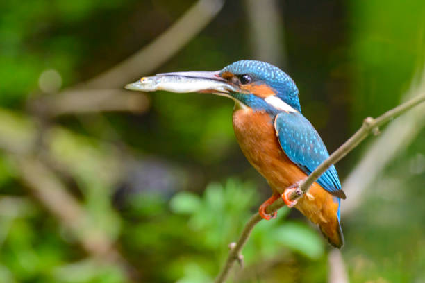 istock Common Kingfisher sitting on a branch with a small fish in its beak 1147946440