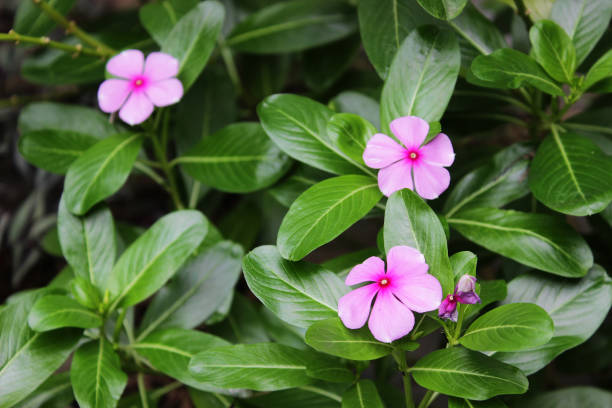 庭の美しいピンクのニチニチソウの花 - catharanthus ストックフォトと画像