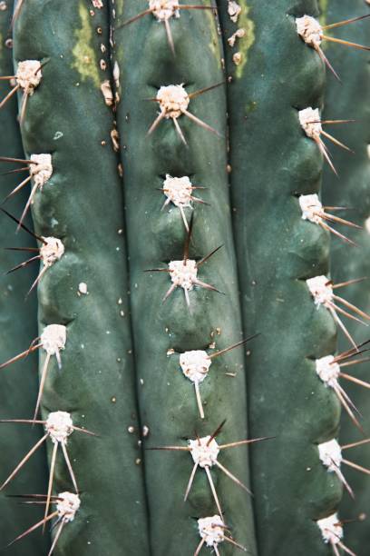 istock Green cactus with sharp needles and pink purple flower spins on green background. 1147950096