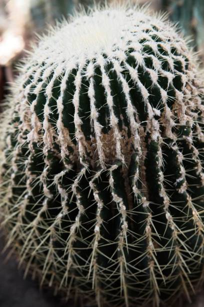 istock Green cactus with sharp needles and pink purple flower spins on green background. 1147950099