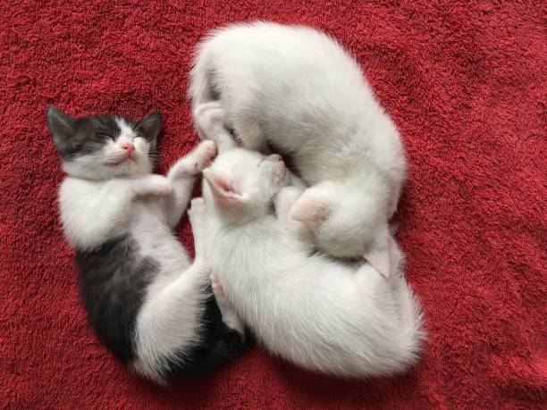 istock High Angle View Of Cats Sleeping On Rug At Home 1147950164