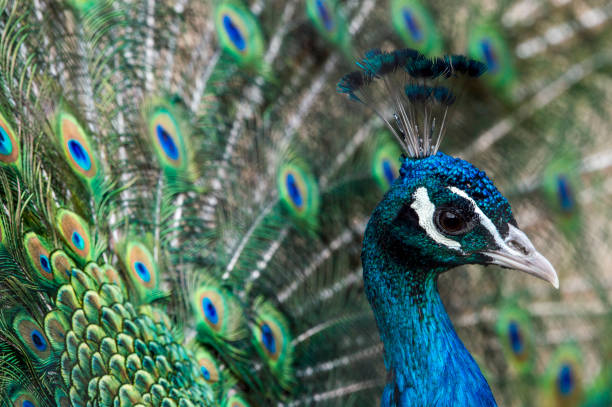 istock Close-Up Of Peacock 1147950901