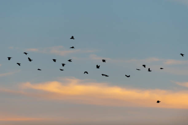 istock Low Angle View Of Birds Flying In Sky 1147950939