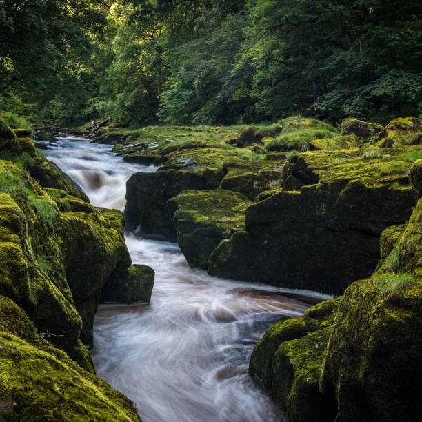 The Strid on River Wharfe The Strid is a narrow section of the River Wharfe near Bolton Abbey in Yorkshire. It is named as it is considered to be only a single stride across. wharfe river photos stock pictures, royalty-free photos & images