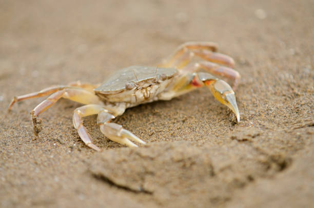 istock Close-Up Of Crab On Sand At Beach 1147953776