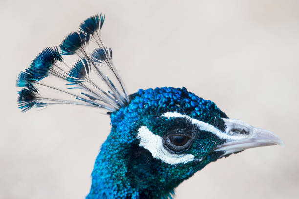 istock Close-Up Of Peacock 1147954547