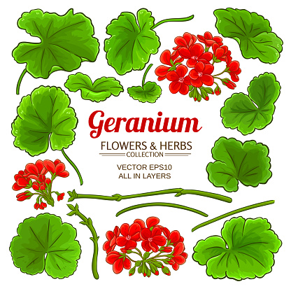 geranium elements set on white background