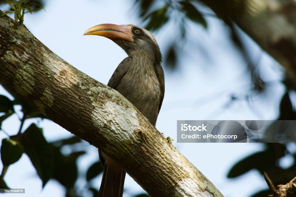 Malabar Grey Hornbill Ocyceros Birostris Dandeli National Park Karnataka  Birds Dandeli Stock Photo - Download Image Now - iStock