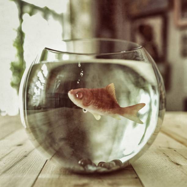 istock Gold Fish in a fishbowl 1147956982