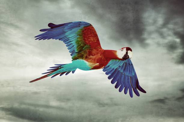 istock Guacamaya flying in the sky 1147957021