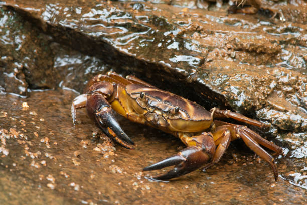 istock Ground crab, Mulshi, Maharashtra 1147957085