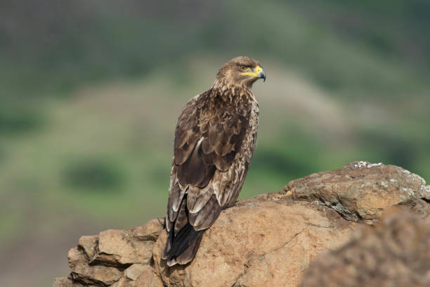 istock Tawny eagle, Aquila rapax, Saswad, Maharashtra, India 1147957613