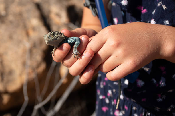 istock young person holding a lizard gently 1147958603
