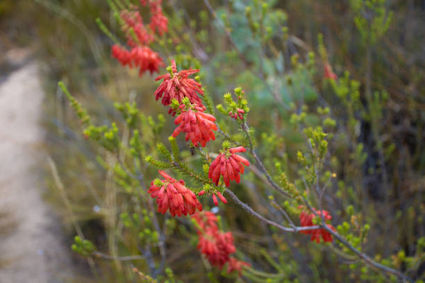 wild flowers, fynbos, in the Cedarbergs, South Africa