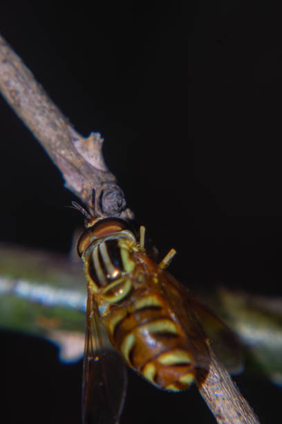 abeja macro shot - pollen magnification high scale magnification yellow fotografías e imágenes de stock