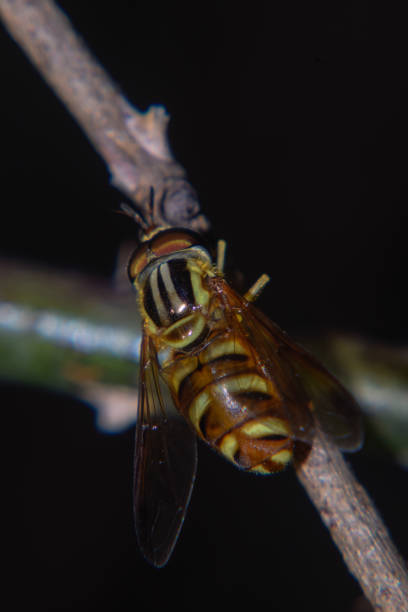 bee macro shot - pollen magnification high scale magnification yellow imagens e fotografias de stock