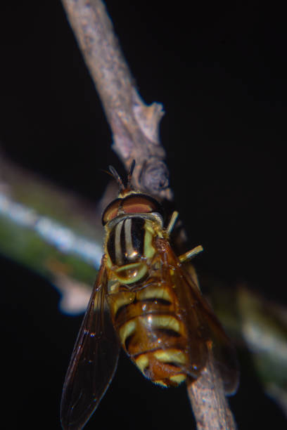 abeja macro shot - pollen magnification high scale magnification yellow fotografías e imágenes de stock