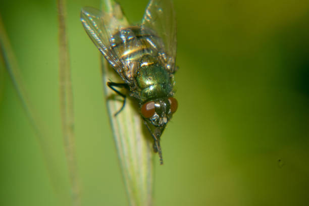 abeja macro shot - pollen magnification high scale magnification yellow fotografías e imágenes de stock