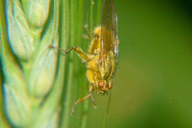 abeja macro shot - pollen magnification high scale magnification yellow fotografías e imágenes de stock