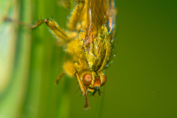 꿀벌 매크로 샷 - pollen magnification high scale magnification yellow 뉴스 사진 이미지