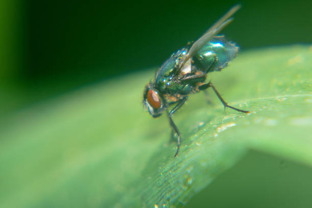 abeja macro shot - pollen magnification high scale magnification yellow fotografías e imágenes de stock