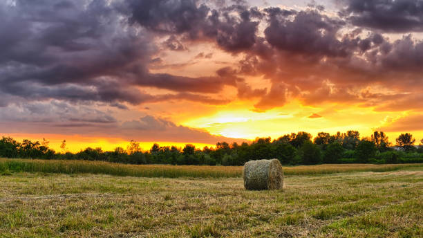 istock Hay bale at sunset. Sun rays filling up the sky. 1147960094