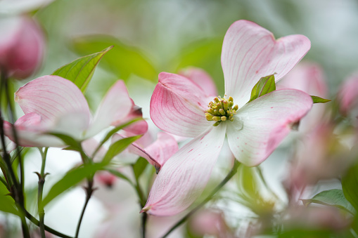 Flores de madera de perro rosa photo
